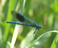 /album/my-local-birding-gallery/banded-demoiselle-male-jpg/